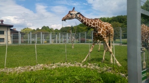 A giraffe in its green enclosure and blue sky in the background