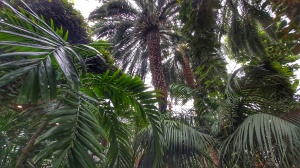 Very tall, luscious palm trees indoors in Gliwice