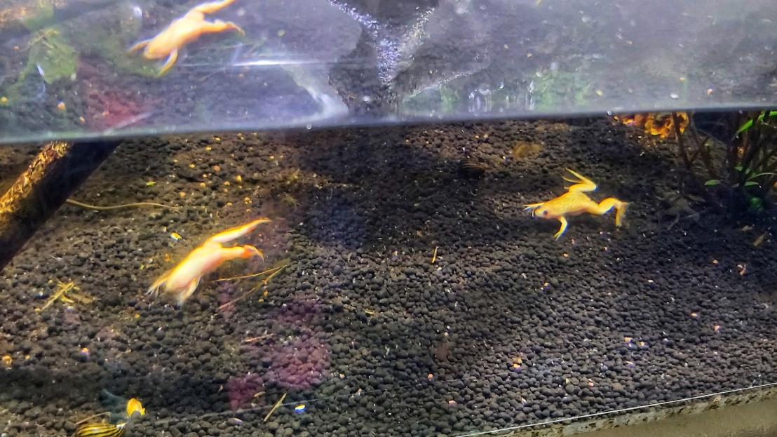 Albino frogs in an aquarium