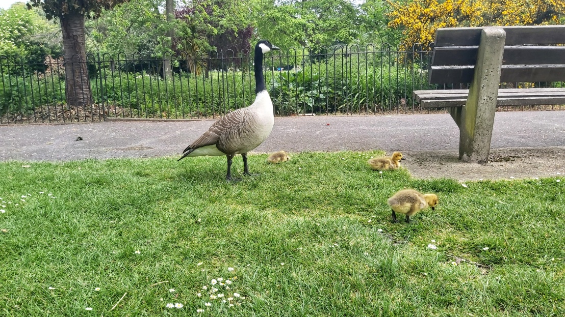 Three baby geese on a grass, guarded by their mother