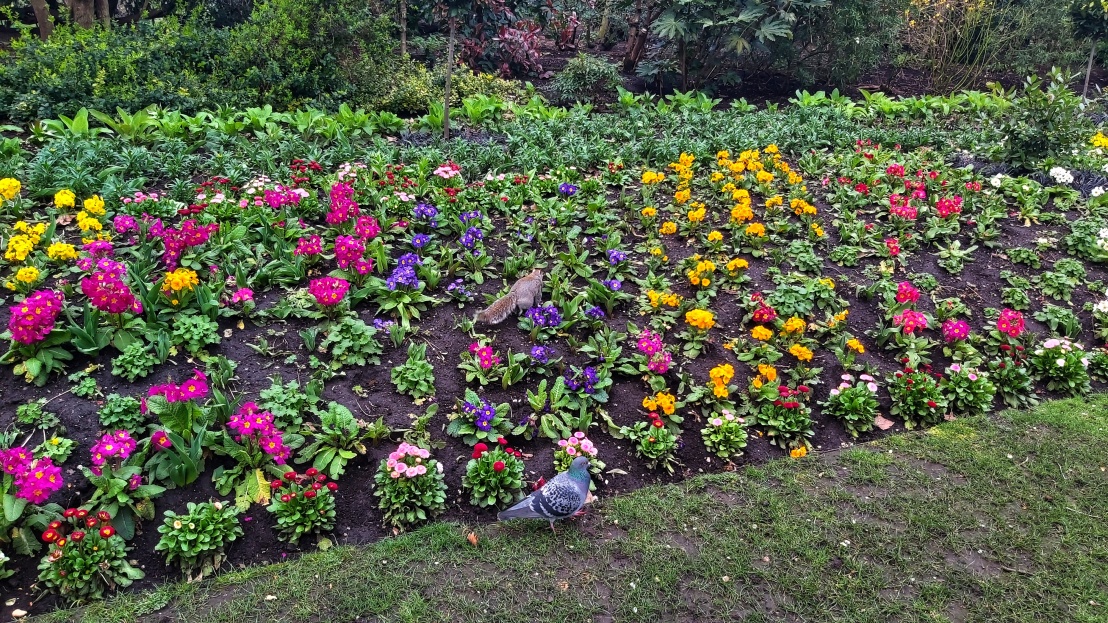 Colourful flowers and a squirrel in St James's Park