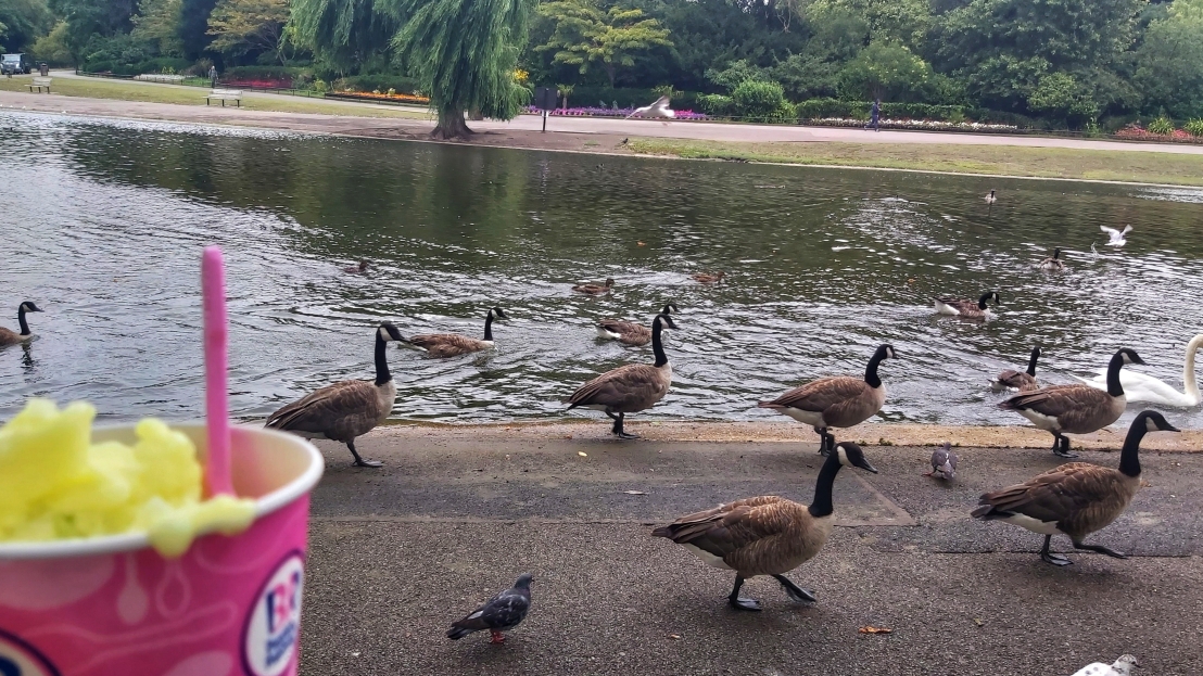Pond, geese and ice cream in Regent's Park, London