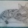 Cat Pencil Sketch