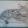 Cat Pencil Sketch