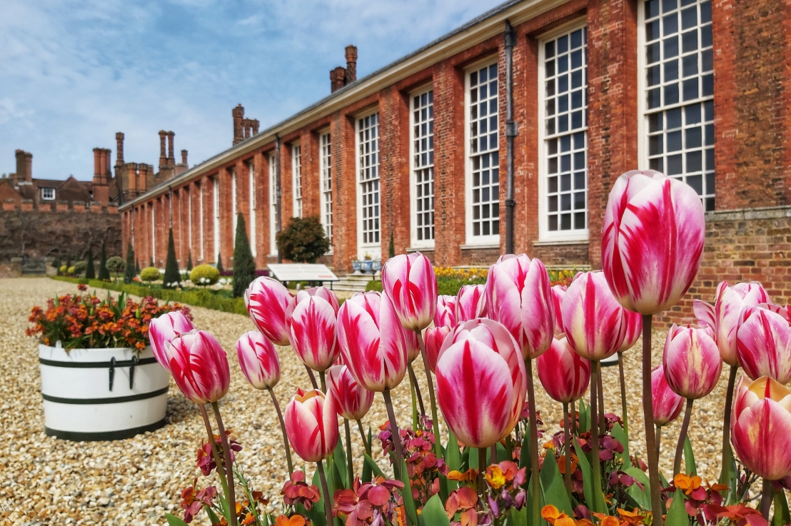 Hampton Court Palace – Tulip Festival